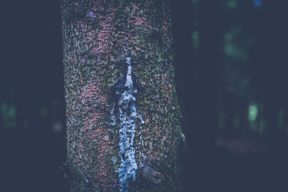 Detailed view of a tree trunk with resin in a dark forest setting, creating a moody atmosphere.