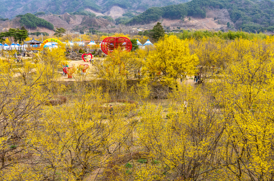 노랗게 물든 산수유마을과 산수유 축제장