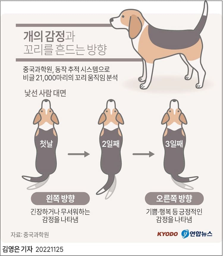 강아지는 반가운 사람을 만나면 꼬리를 어느쪽으로 흔들까 VIDEO: Dogs Meets Owner After Long Time