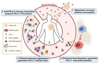 폐암 면역항암제 치료비 절반으로 줄이는 보험 활용 전략으로 실전팁_2