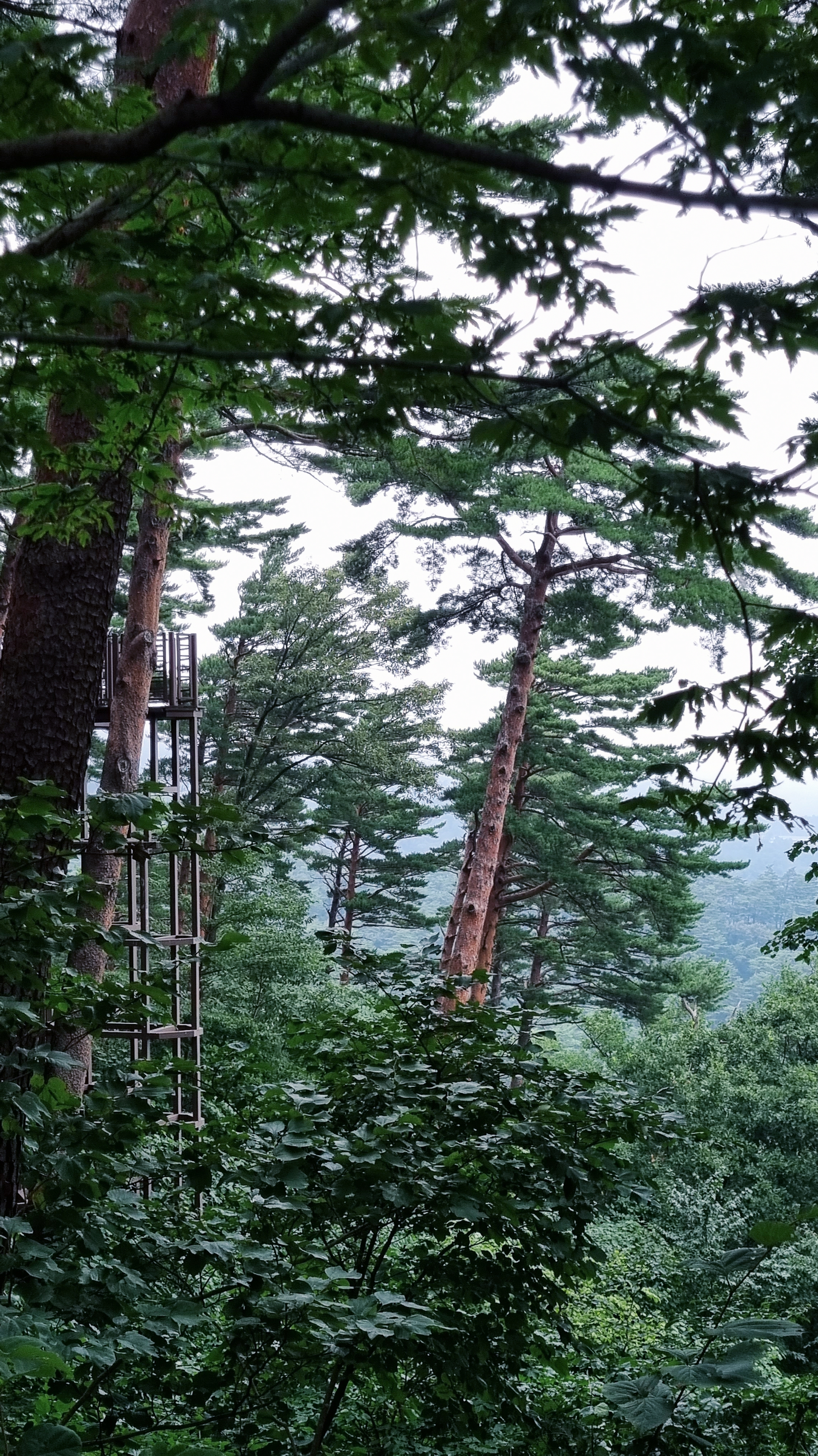 대관령_소나무숲길