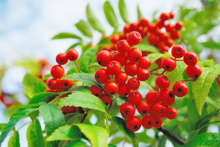 마가목 효능 총정리