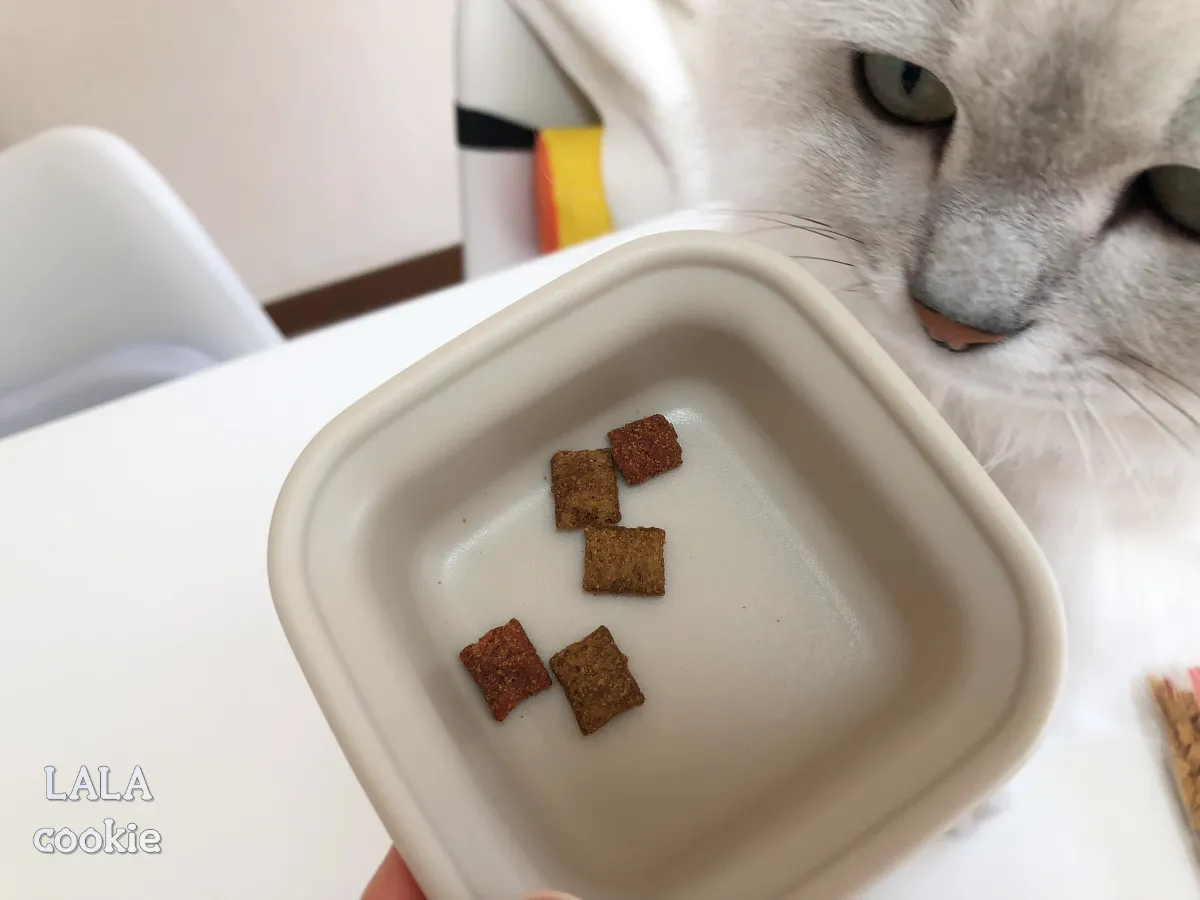 고양이-간식-추천-스낵-템테이션-알맹이를-보는-고양이