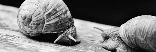 달팽이 물: 몇 방울 떨어트려 주거나 분무기로 자주 분사