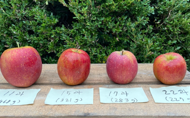 따봄농장문경사과