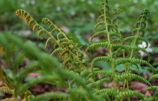 초가을 산에서 만나는 산나물 6가지