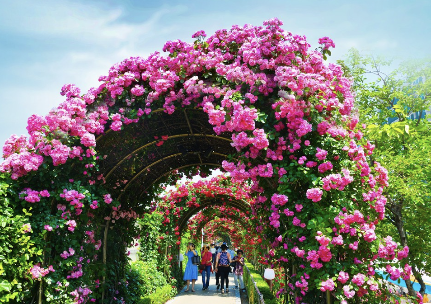 중랑장미공원 이미지