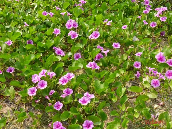 모시송편이 특별한 이유 모싯잎송편이 만들어내는 향과 식감