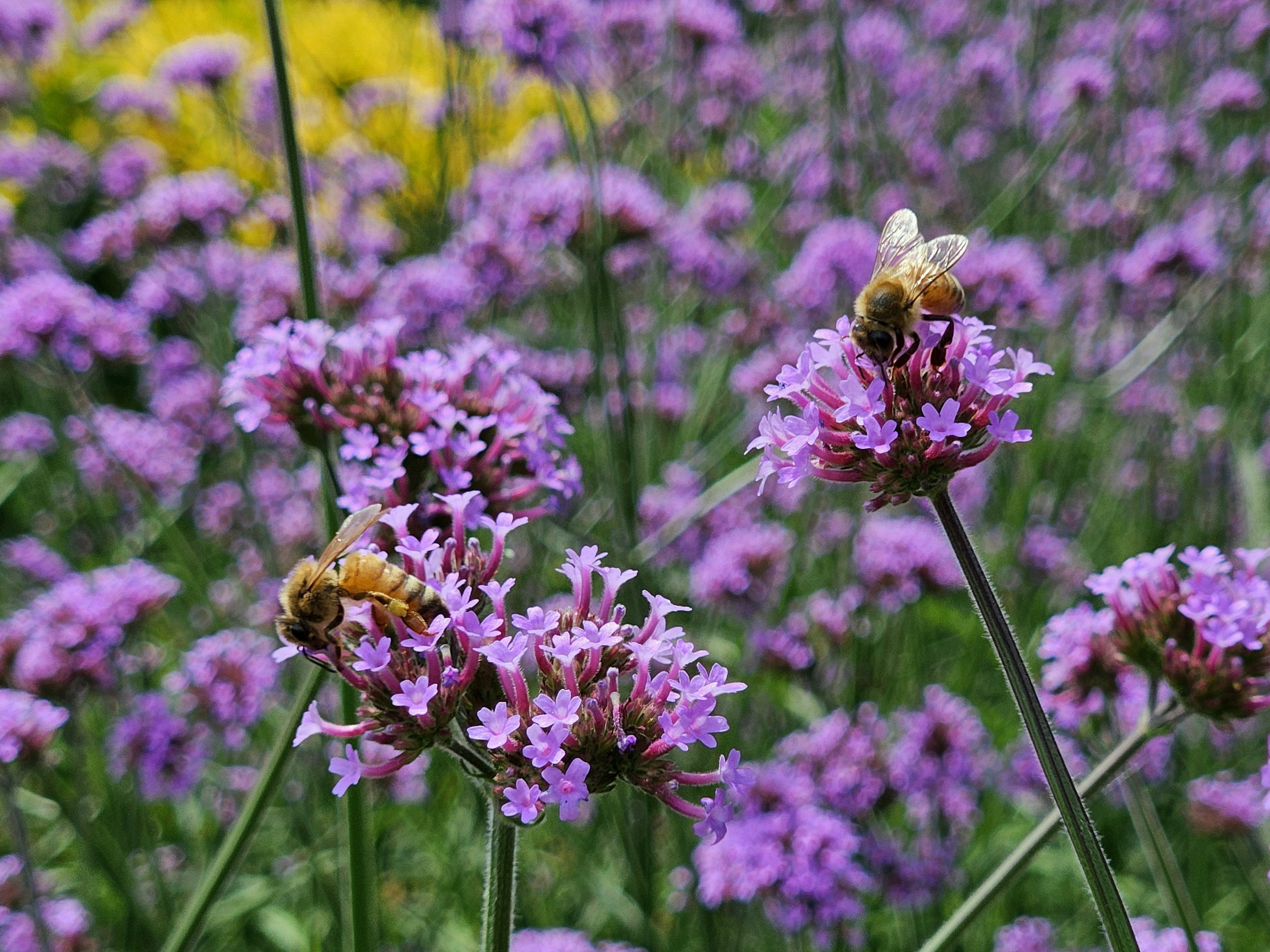 김한종 군수 "감동과 행복 선사할 것", 장성 동화나라 버베나축제 '기대만발