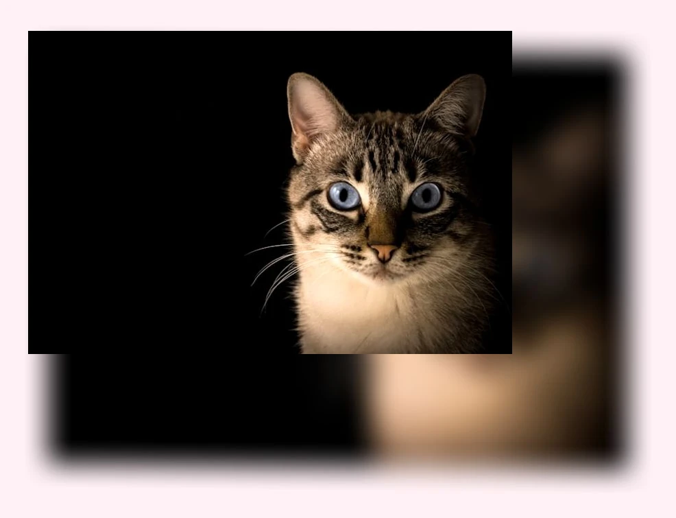 고양이 건강 관리_2_subsection