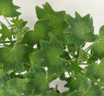 미즈나 재배 직파 요령 빠른 수확 통풍 관리_9