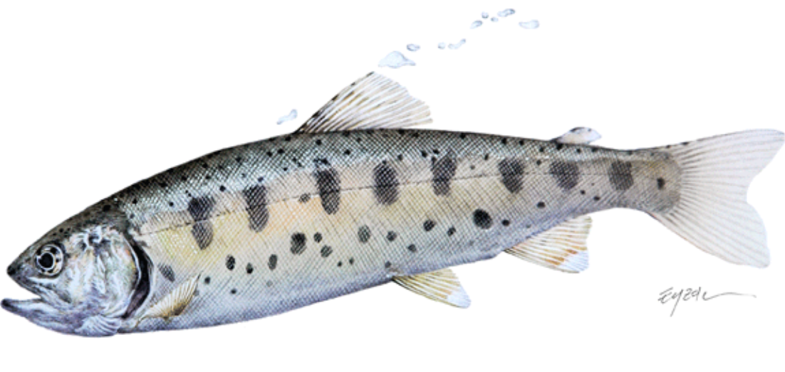 2026 화천 산천어축제 체험하기 예약