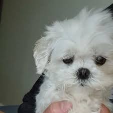 나혼자산다 구성환 꽃분이 애견 펫 드라이기 추천템