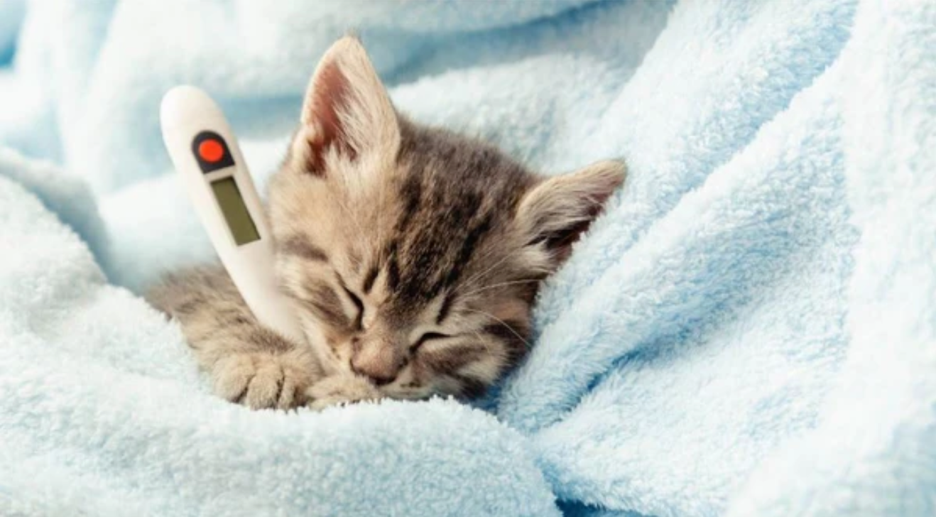 반려동물에게 질병을 일으키는 주요 박테리아