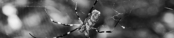 진딧물 퇴치: 천적 이용