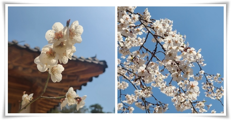 "매화" 겨울을 깨우는 은은한 향기의 비밀을 간직한 백매화 홍매화 청매화!