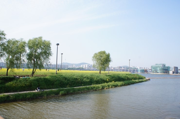 서래섬 유채꽃 축제