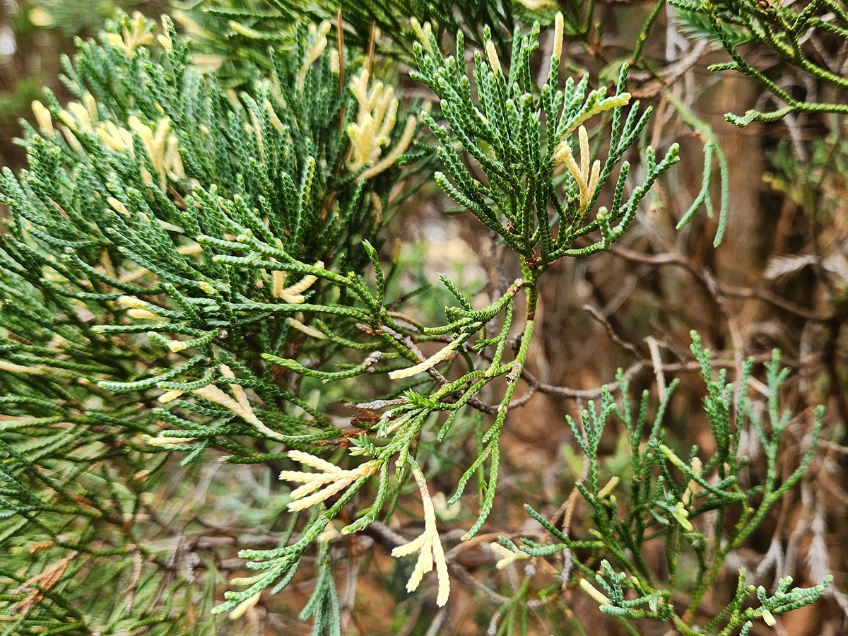 향나무 알보픽타