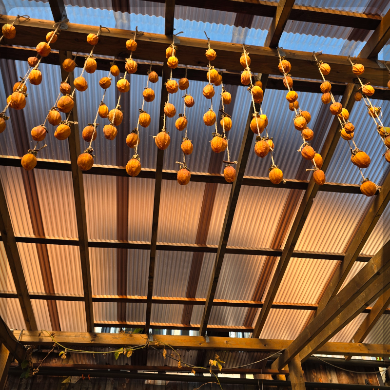곶감 말리는 모습 / Drying persimmons