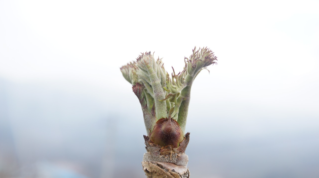 봄나물의 계절, 건강과 즐거움을 동시에!