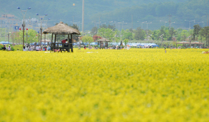5월에 인기좋은 전국축제