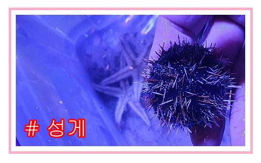 해수어