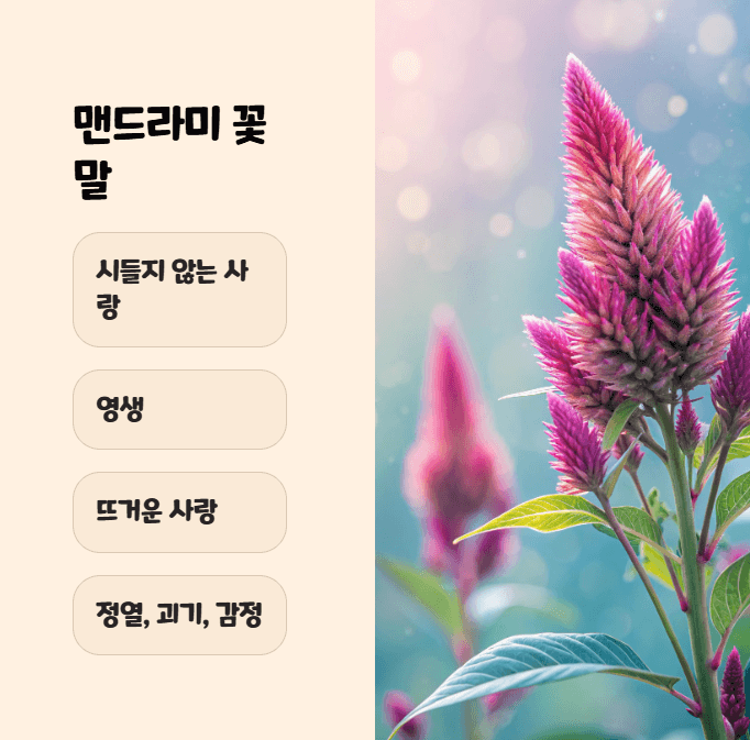 맨드라미 꽃말