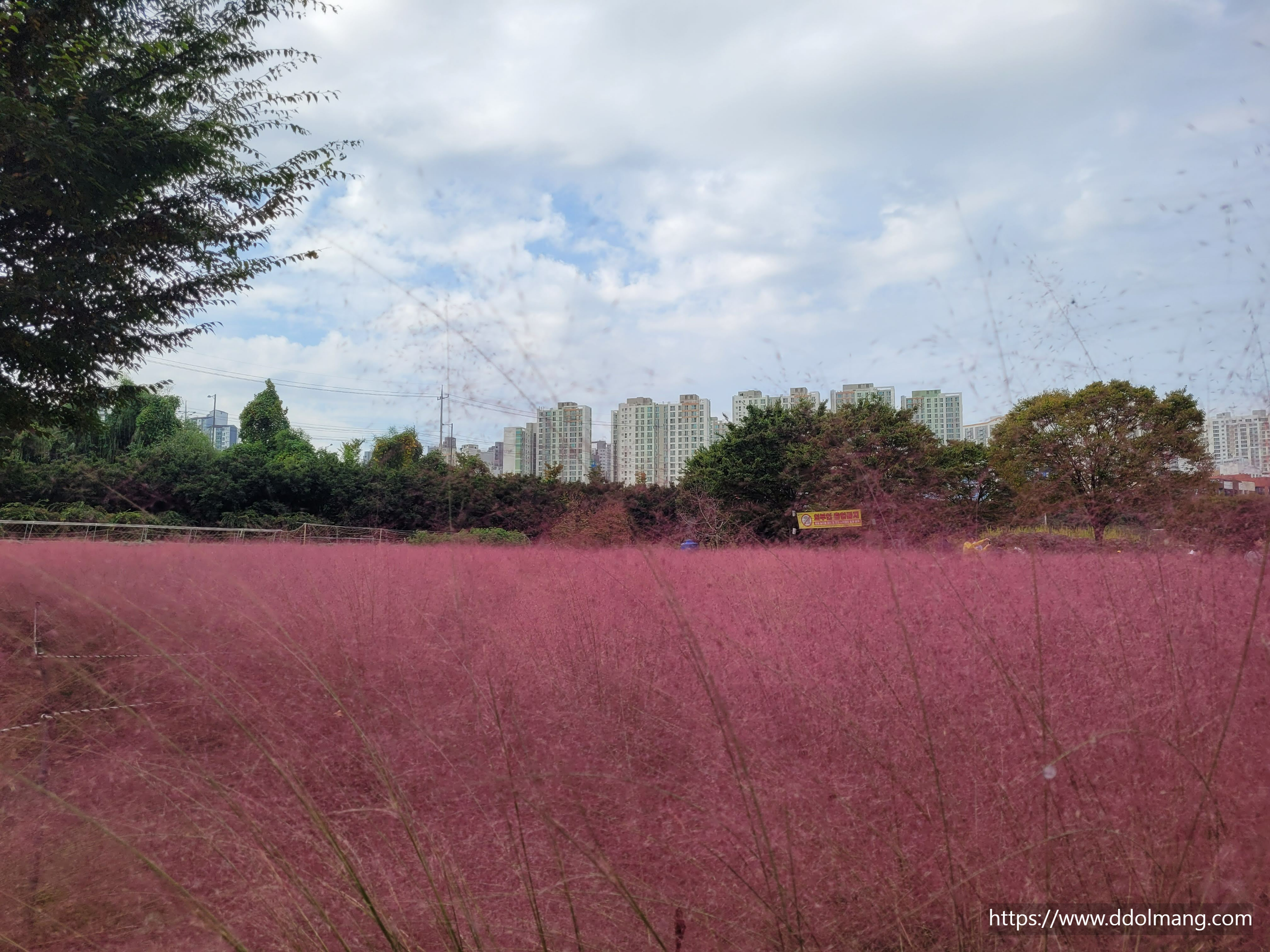황홀한 핑크색 핑크뮬리. 도시와 조화를 이룬다