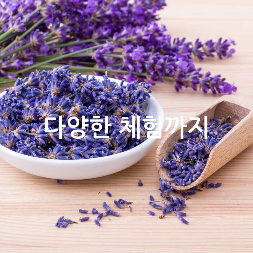 무릉별유천지 라벤더 축제 2025