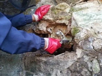 석청꿀 효능 7가지 보관방법 섭취 시 주의사항에 대해서 알아보기_13