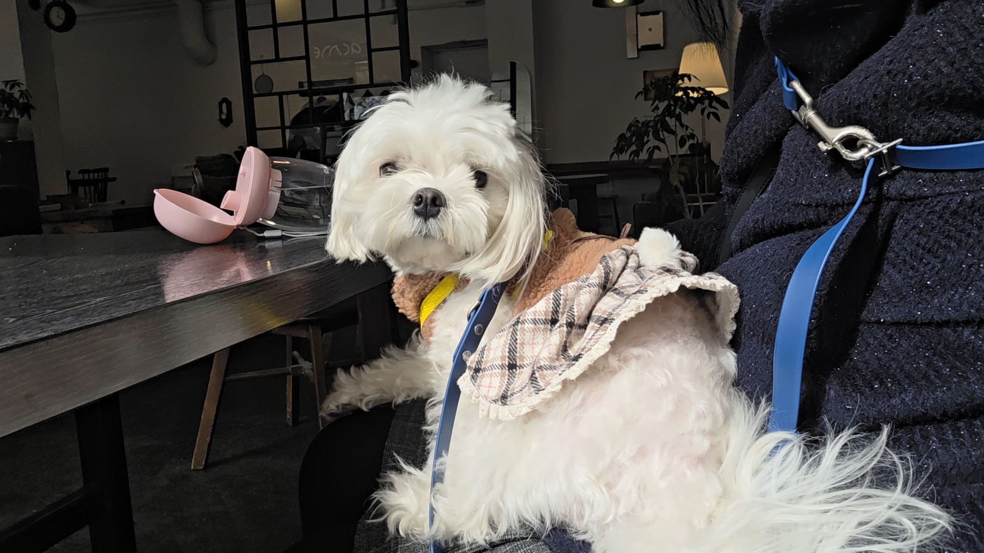 반려견 동반 카페 애크미