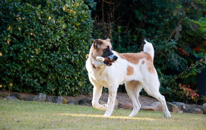 투르크 국견이란? 그 역사와 특징을 파헤쳐보자