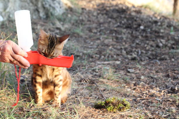 반려동물 정수기 사용 시 주의할 점