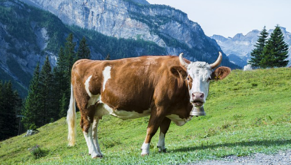 소꿈 상황별 해몽