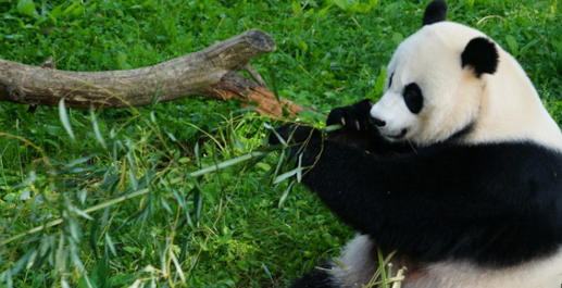 스미스소니언 국립동물원 공짜 입장권 받으러 가기