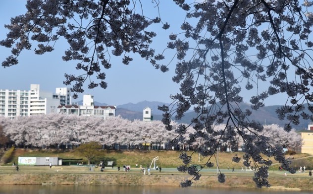 대구 벚꽃