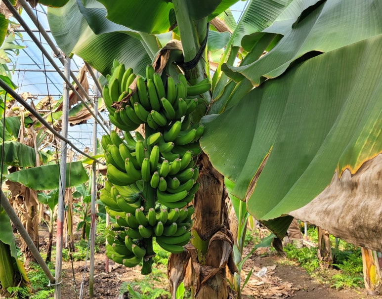 피로할 때 꼭 먹어야 할 음식 추천