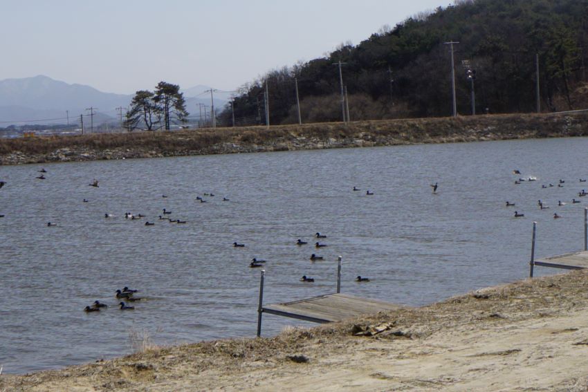 푸른 하늘, 저수지에 많은 오리들, 좌 우로 뻗은 저수지 댐, 뒤로는 멀리 희미한 야산, 앞에는 빈 낚시 좌대,