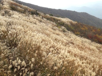 황매산 억새축제