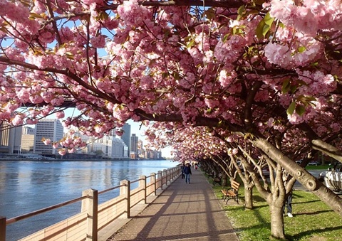 루즈벨트 아일랜드 벚꽃 (사진 : 구글)