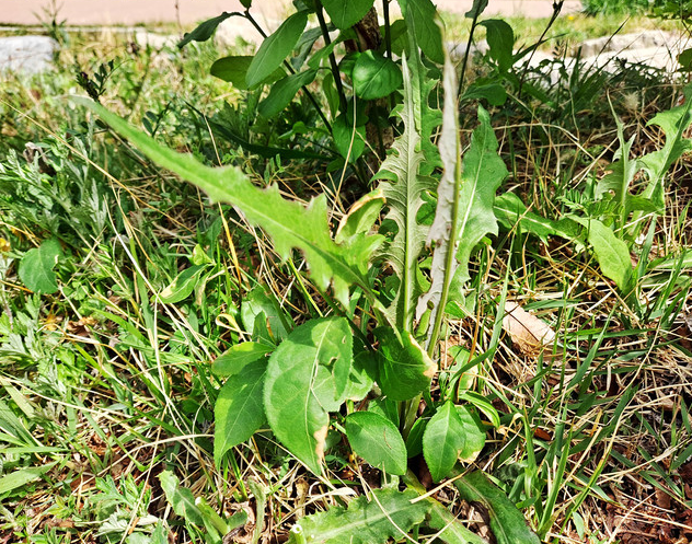 3월에 먹으면 좋은 제철 음식(봄철 음식) - 씀바귀편 (효능&amp;#44; 씀바귀가 들어가는 음식)