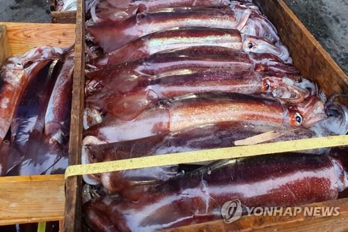 오징어가 사라진다? 20만톤이 어디로?