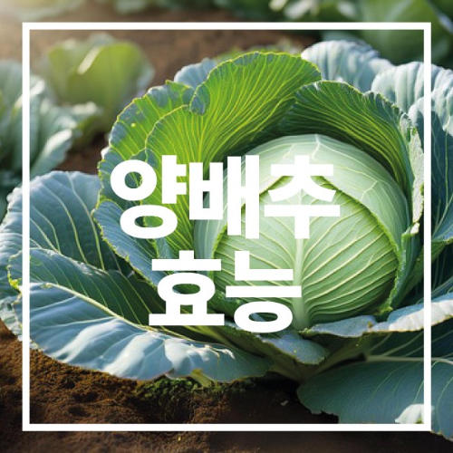 양배추 효능
