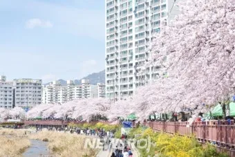 2025년 벚꽃축제 일정 시기 명소_5