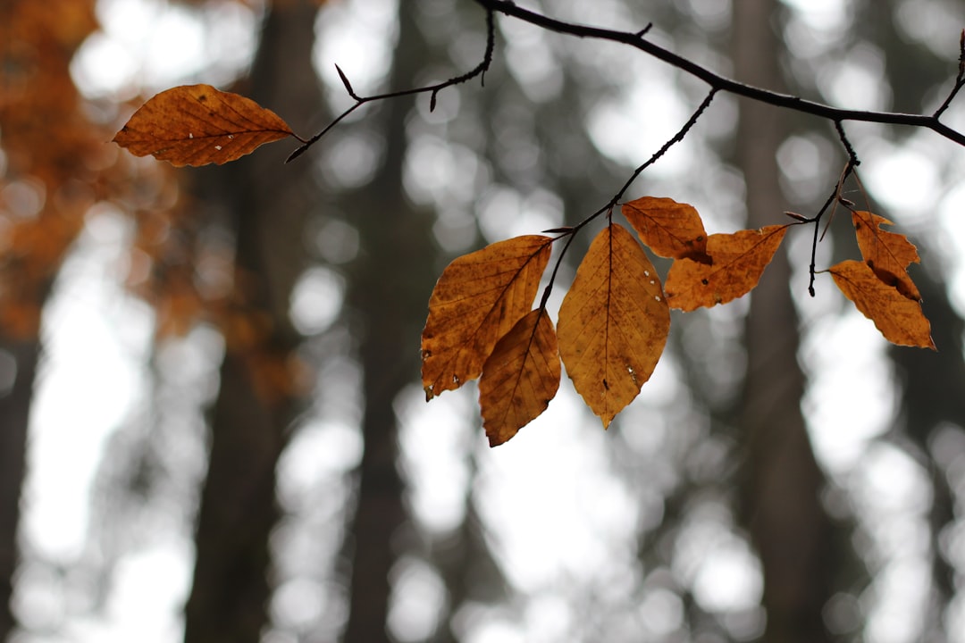 Season