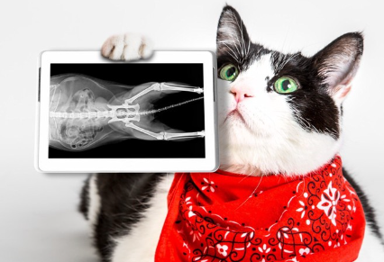 엑스레이 사진을 가진 고양이.