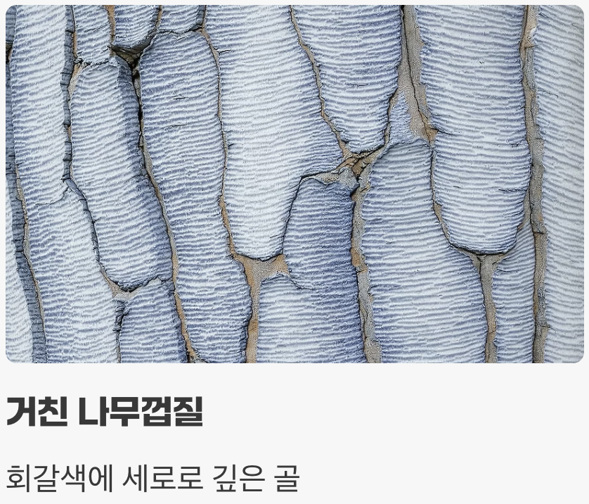 나무껍질과 향기&amp;#44; 숨겨진 매력