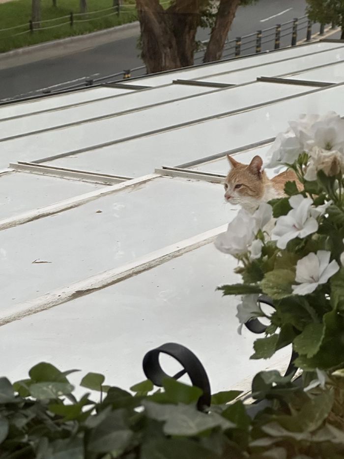 고양이
