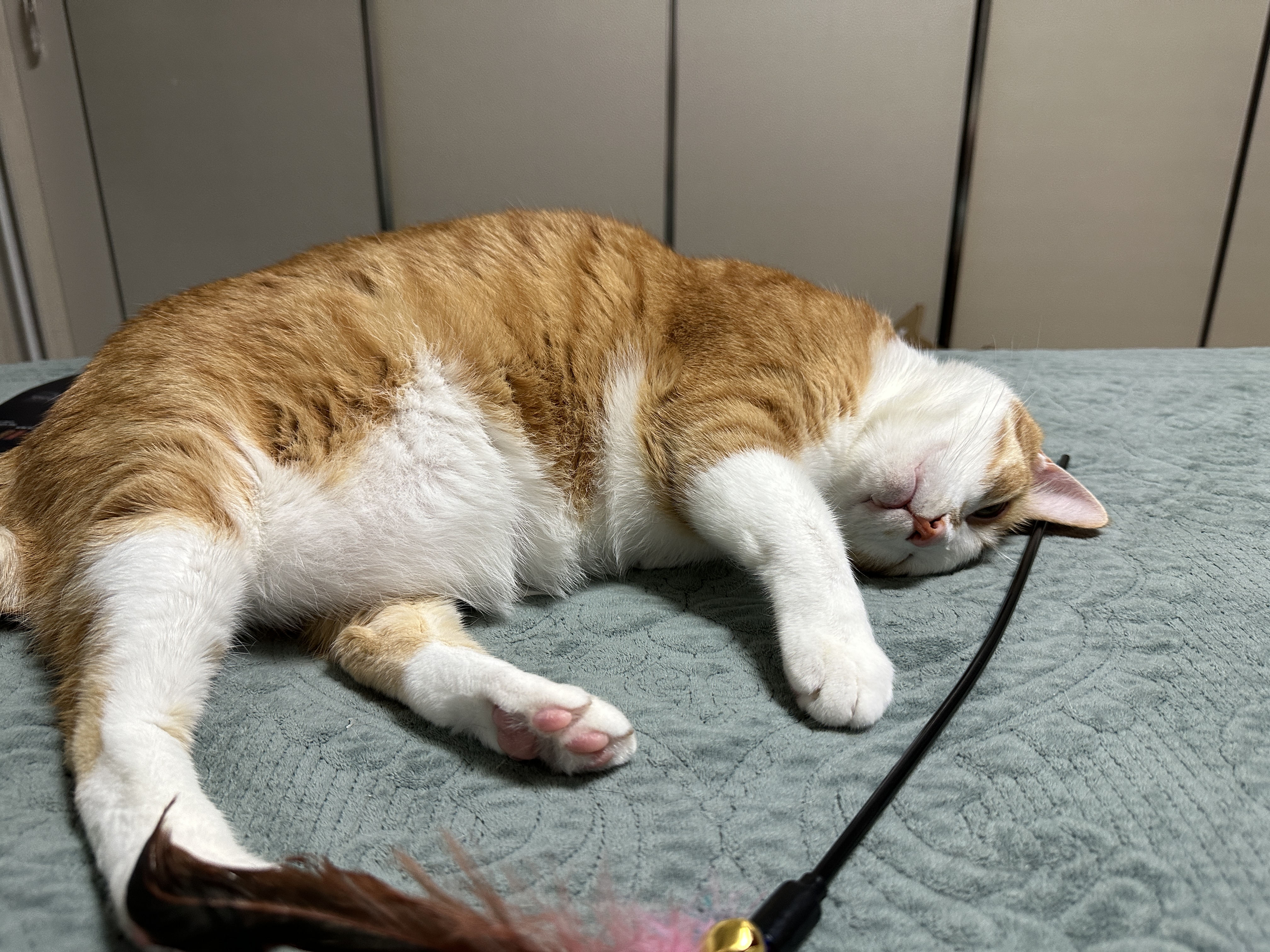 머리맡에_장난감_올려두고_자는척하는_호야