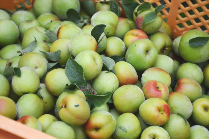 매실 수확시기, 적기